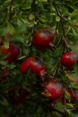 Granatapfelbaum, Granatapfel