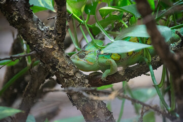 Chameleon on a tree - close up