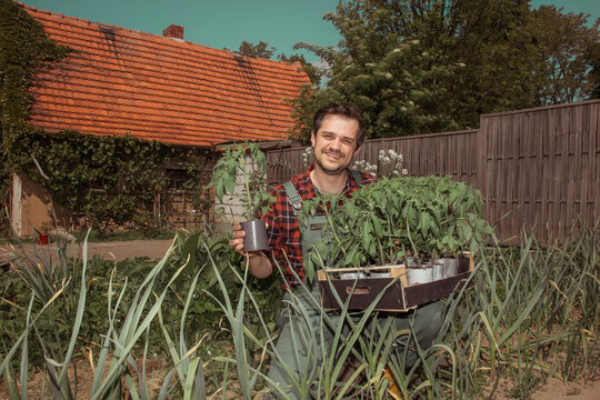 Man in denim overalls holding tomato seedlings in a vegetable garden