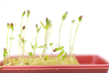 Close-up of tender green sprouts emerging from a red container against a white background,...