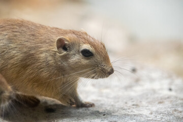 A fat sand rat - close up