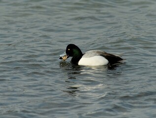Black-headed Scaup Male Holding Shell