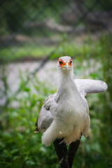 A secretarybird - close up shot