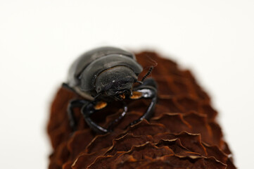 Hirschkäfer Lucanus cervus weiblich auf Tannenzapfen weißer Hintergrund