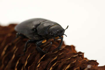 Hirschkäfer Lucanus cervus weiblich auf Tannenzapfen weißer Hintergrund