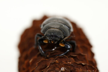 Hirschkäfer Lucanus cervus weiblich auf Tannenzapfen weißer Hintergrund