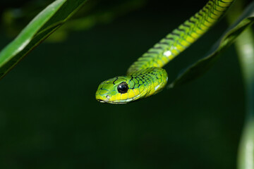 Close-up of a beautiful but highly venomous adult male boomslang (Dispholidus typus), also known as a tree snake or African tree snake, in a small tree in KwaZulu-Natal, South Africa