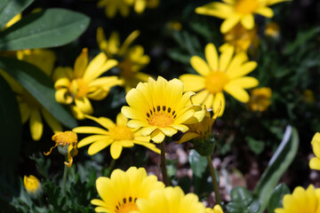 A vibrant gazania showcasing its yellow petals.