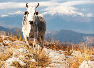 Grazing Above the Clouds