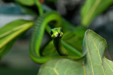 Close-up of a beautiful but highly venomous adult male boomslang (Dispholidus typus), also known as a tree snake or African tree snake, in a small tree in KwaZulu-Natal, South Africa