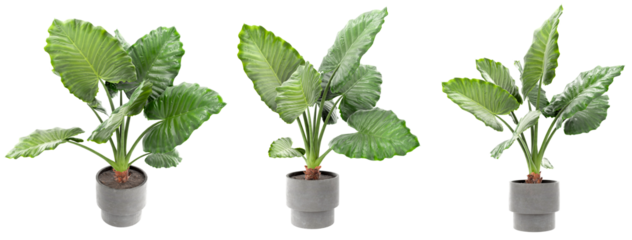 A set of three beautifully rendered 3D Alocasia Macrorrhiza plants, each in a stylish concrete pot, showcasing their lush, textured leaves from different angles. Perfect for interior design concepts, 