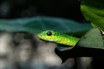 Close-up of a beautiful but highly venomous adult male boomslang (Dispholidus typus), also known as...