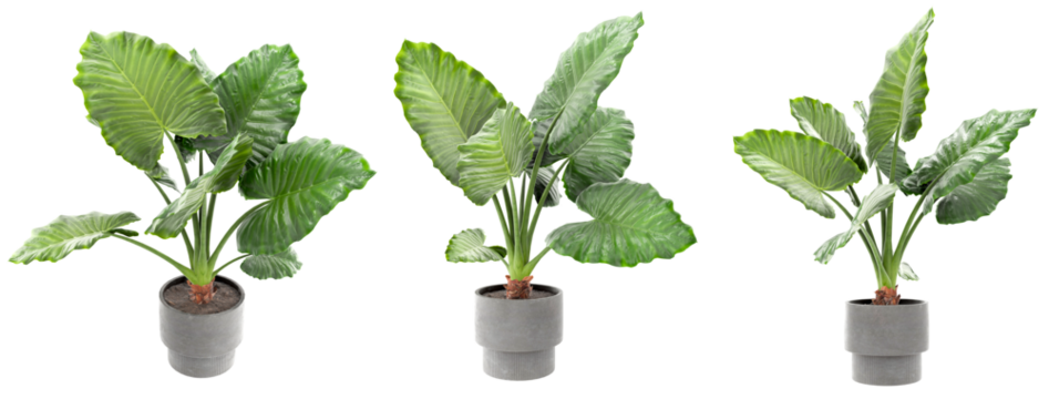 A set of three beautifully rendered 3D Alocasia Macrorrhiza plants, each in a stylish concrete pot, showcasing their lush, textured leaves from different angles. Perfect for interior design concepts, 