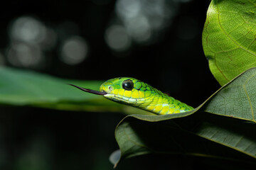 Close-up of a beautiful but highly venomous adult male boomslang (Dispholidus typus), also known as...