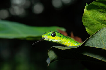 Close-up of a beautiful but highly venomous adult male boomslang (Dispholidus typus), also known as a tree snake or African tree snake, in a small tree in KwaZulu-Natal, South Africa