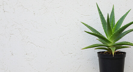 A vibrant aloe vera plant symbolizing resilience and healing flourishing in a simple black pot against a textured off