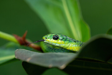 Close-up of a beautiful but highly venomous adult male boomslang (Dispholidus typus), also known as a tree snake or African tree snake, in a small tree in KwaZulu-Natal, South Africa