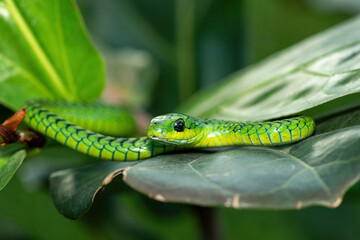 Close-up of a beautiful but highly venomous adult male boomslang (Dispholidus typus), also known as a tree snake or African tree snake, in a small tree in KwaZulu-Natal, South Africa