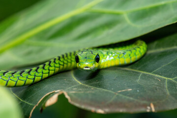 Close-up of a beautiful but highly venomous adult male boomslang (Dispholidus typus), also known as a tree snake or African tree snake, in a small tree in KwaZulu-Natal, South Africa