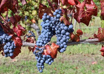 Ripe Merlot grapes on vineyard among red autumn leaves in early autumn.