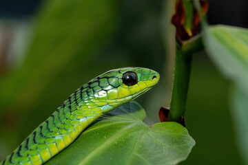 Close-up of a beautiful but highly venomous adult male boomslang (Dispholidus typus), also known as a tree snake or African tree snake, in a small tree in KwaZulu-Natal, South Africa