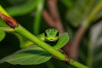 Close-up of a beautiful but highly venomous adult male boomslang (Dispholidus typus), also known as...