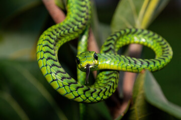 Close-up of a beautiful but highly venomous adult male boomslang (Dispholidus typus), also known as...