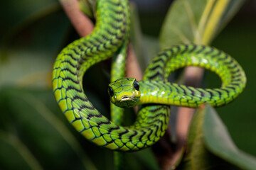 Close-up of a beautiful but highly venomous adult male boomslang (Dispholidus typus), also known as a tree snake or African tree snake, in a small tree in KwaZulu-Natal, South Africa
