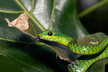 Close-up of a beautiful but highly venomous adult male boomslang (Dispholidus typus), also known as a tree snake or African tree snake, in a small tree in KwaZulu-Natal, South Africa
