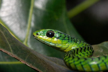 Close-up of a beautiful but highly venomous adult male boomslang (Dispholidus typus), also known as a tree snake or African tree snake, in a small tree in KwaZulu-Natal, South Africa