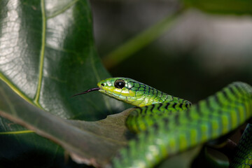 Close-up of a beautiful but highly venomous adult male boomslang (Dispholidus typus), also known as a tree snake or African tree snake, in a small tree in KwaZulu-Natal, South Africa
