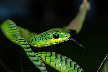 Fototapeta premium Close-up of a beautiful but highly venomous adult male boomslang (Dispholidus typus), also known as a tree snake or African tree snake, in a small tree in KwaZulu-Natal, South Africa