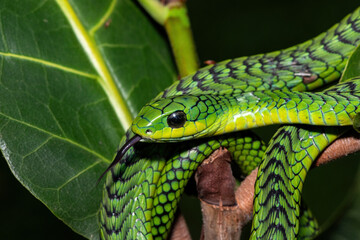 Close-up of a beautiful but highly venomous adult male boomslang (Dispholidus typus), also known as a tree snake or African tree snake, in a small tree in KwaZulu-Natal, South Africa