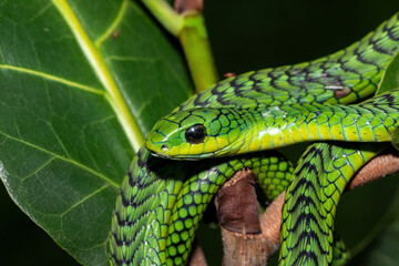 Close-up of a beautiful but highly venomous adult male boomslang (Dispholidus typus), also known as...