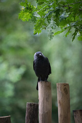 Western jackdaw sitting on a fence