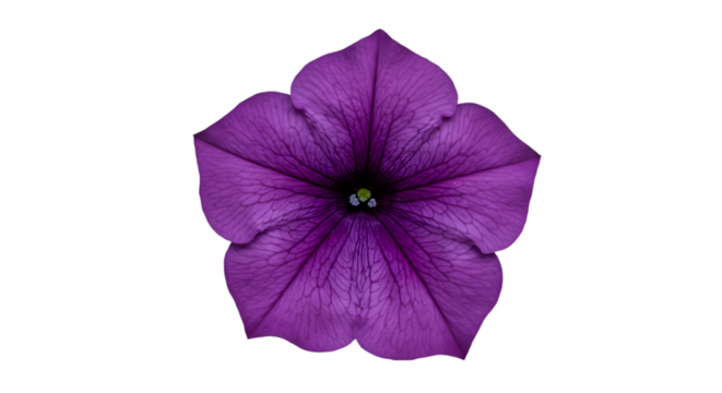 Close-up of a vibrant purple flower (11)