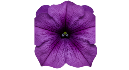 Close-up of a vibrant purple flower (15)