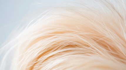 Fototapeta premium Texture of soft, light blonde hair illuminated by natural light against a pale background