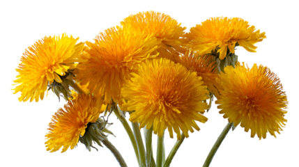 Vibrant Yellow Dandelions Bouquet Dark Background