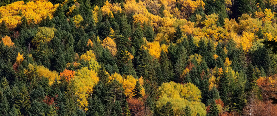 mountain forest in autumn color trees texture background