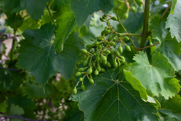 Close-up of young green grape clusters on a vine with vibrant leaves, captured during early summer...