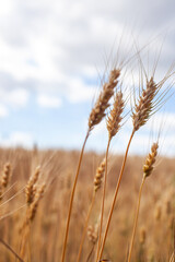 Golden wheat ears close-up under a partly cloudy sky, agricultural summer scene with ripe cereal...