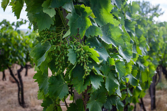 Close-up of unripe green grapes growing on a vine in a vineyard during summer, with lush leaves and natural sunlight, symbolizing organic farming and the early stages of wine production