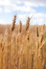 Golden wheat stalks stand tall in a sun-drenched field against a soft blue sky with clouds....