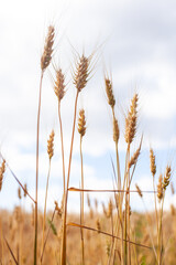 A close-up, low-angle shot of a few golden-hued oat stalks with their characteristic drooping seed heads, set against a soft, cloudy blue sky. This image captures the serene beauty of a rural landscap