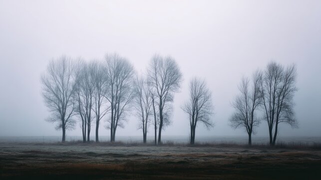 Leafless trees standing tall in a misty forest, offering a haunting, minimalist, or abstract aesthetic often used in thrillers, mystery, or design backdrops