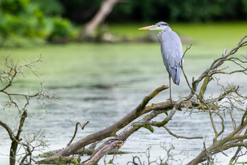 Grey heron standing on a branch over a pond in Prague