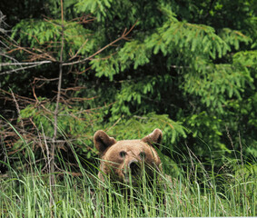 The brown bear hiding in the bushes in the Carpathian Mountains, Romania, Ursus arctos