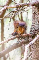 Eurasian red squirrel eating a pine cone sitting on a branch in Slovakia