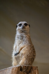 Close up of a meerkat watching